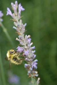 Happy bee on water-wise lavender