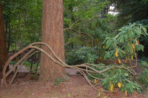 Will it live or will it die?