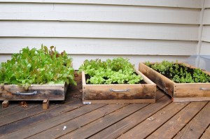 Lettuce boxes, successive planting