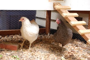 Salty (black and white Barred Rock) and Whitey (Delaware)