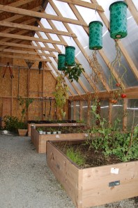 Fall growing in the greenhouse