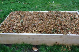 Leaf mulch in raised beds