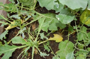 Cabbage with insect damage