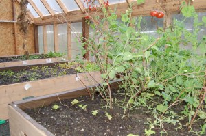 Greenhouse in November