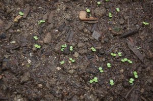 Mache seedlings in the greenhouse