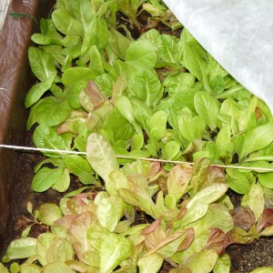 Greenhouse lettuce in December