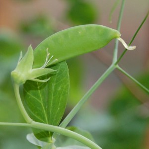 Oregon Giant pea plant in December