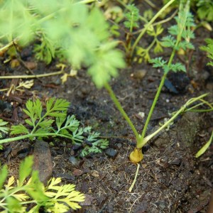 Overwintered carrot in the greenhouse