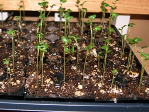Cabbage and broccoli seedlings