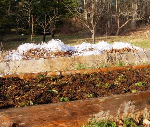 strawberrybed Strawberry bed, compost pile, and orchard