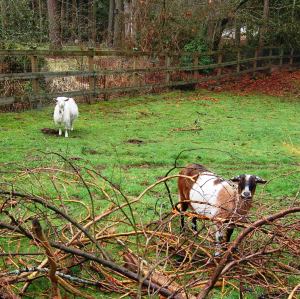 Harry and Lucy in the pasture