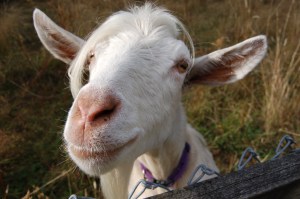 Harry, our Pygora goat
