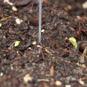 Oregon Giant pea seedlings emerging