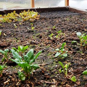 Spinach and lettuce plants and seedlings
