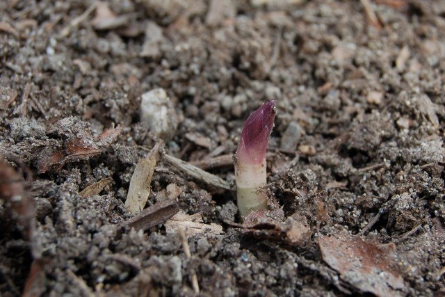 First asparagus spear