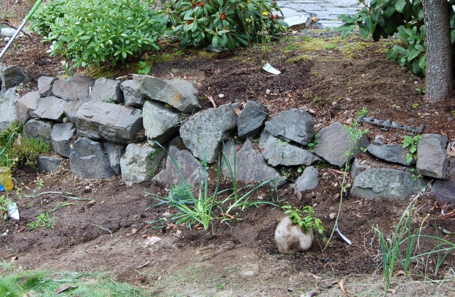 New blueberries by rock wall