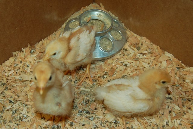 In memorium: Butterscotch, Cinnamon, and Brownie