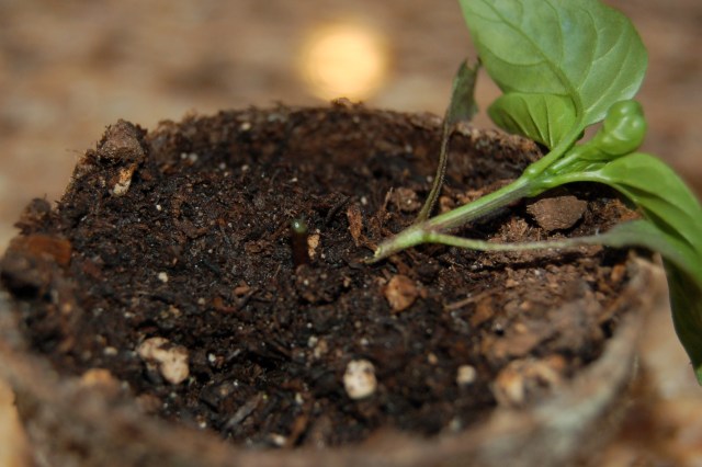 Chopped pepper seedling
