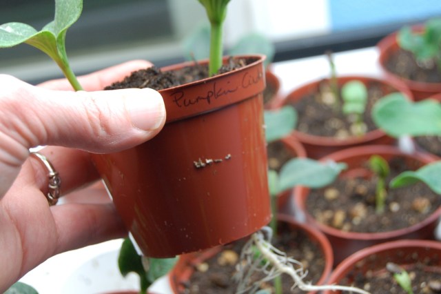 Pumpkin seedling with roots emerging