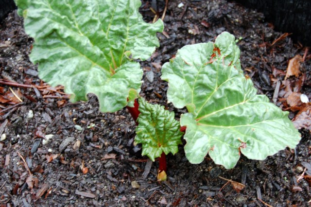 Rhubarb, Crimson Red
