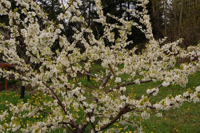 Shiro plum tree in full bloom
