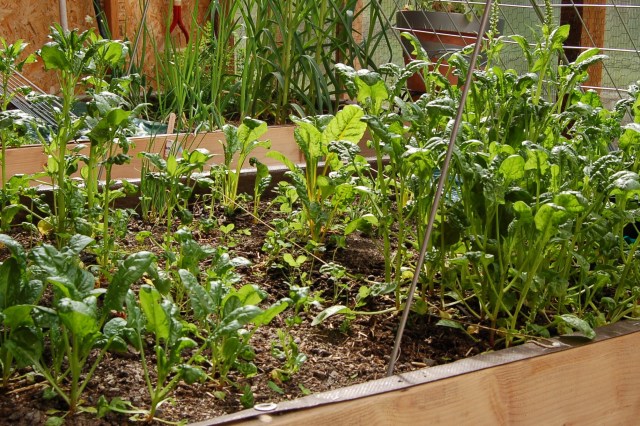 Spinach in greenhouse, bolted