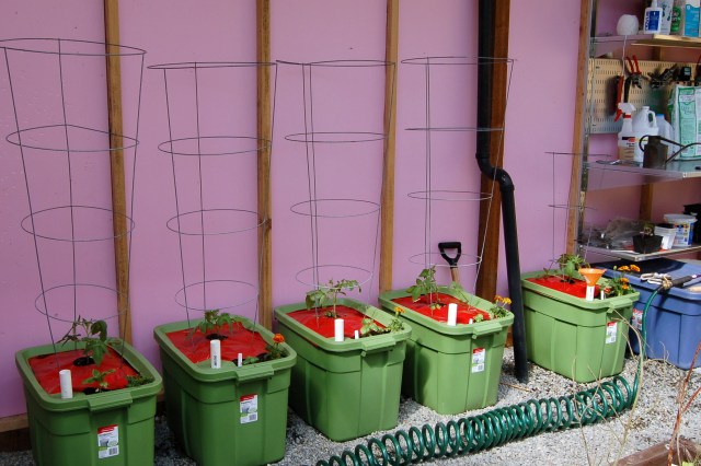 Tomatoes in self-watering containers