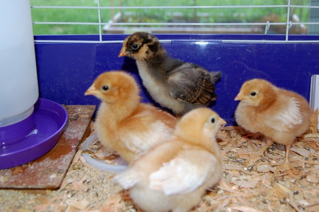 Three Golden Sex Links, one Golden Laced Wyandotte