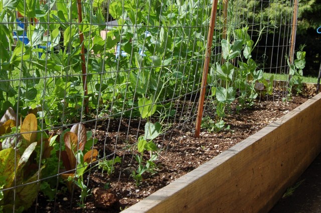 Canoe peas, sparse germination