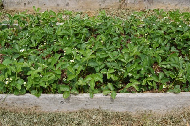 Strawberry bed, mid-May