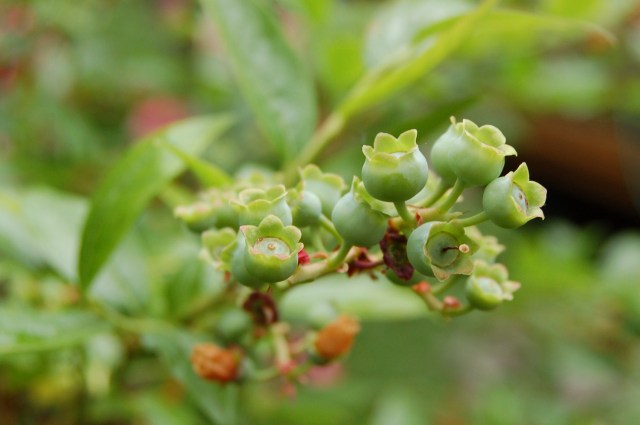 Blueberries in June