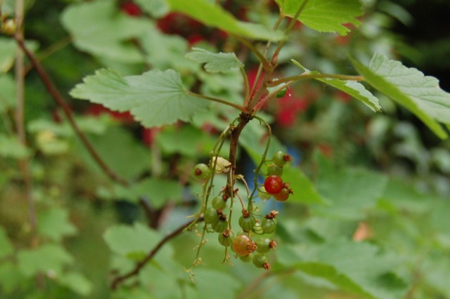 Currants in June