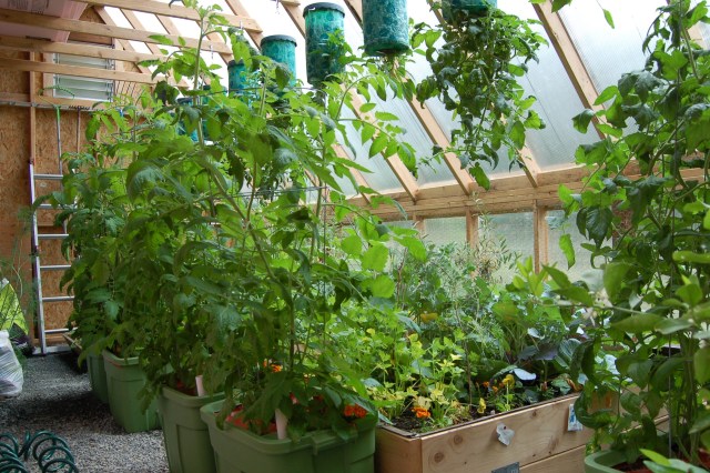 The greenhouse in June