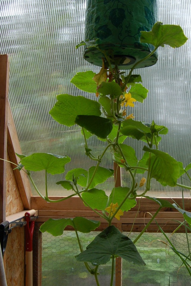 Hanging lemon cucumber plant