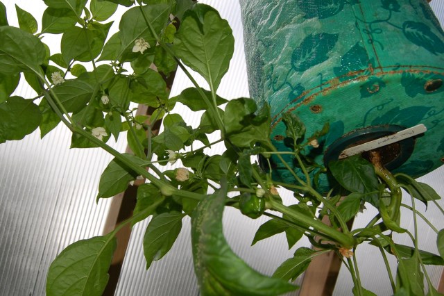 Mini sweet pepper in hanging planter