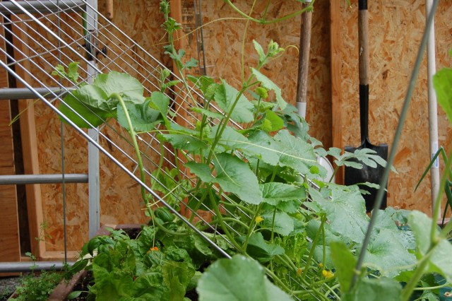 Melon trellis