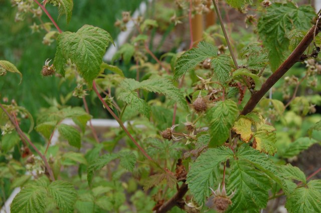 Raspberries in June