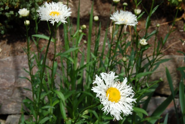 "Teddy Bear" Shasta Daisy