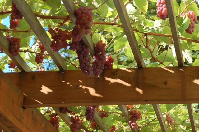 Grapes in September