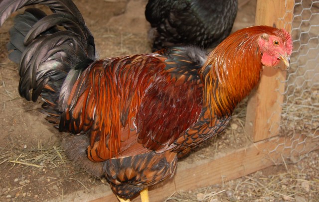 Roo the Golden Laced Wyandotte rooster