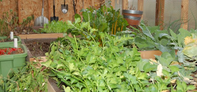 The greenhouse in November