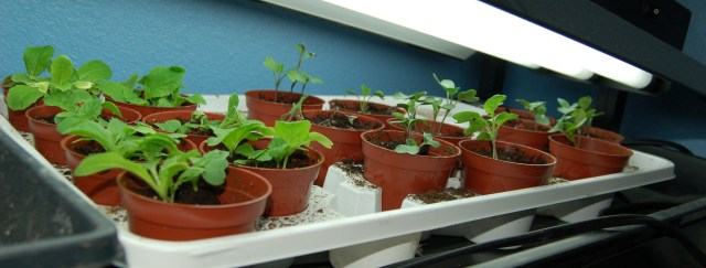 Chinese cabbage, broccoli, and Brussels sprouts