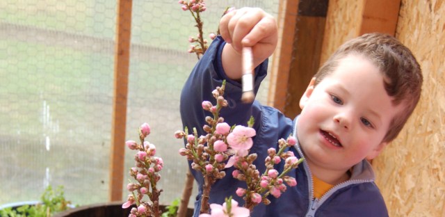 Andrewpollinating2 Andrew pollinating peach trees