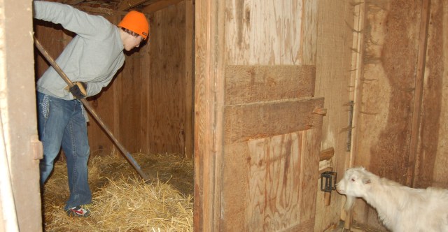 barnmucking Ryan mucking out the goat barn