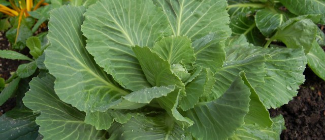 cabbageFeb2010 Overwintered cabbage
