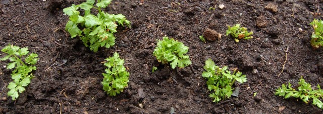 celeryFeb2010 Celery, February 2010
