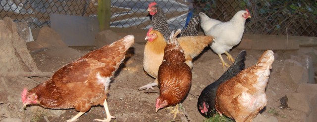 Chickens, February 2010