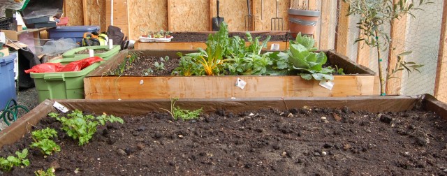 greenhousebedsFeb2010 Raised beds in the greenhouse