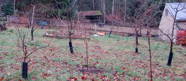 Orchard, February 2010