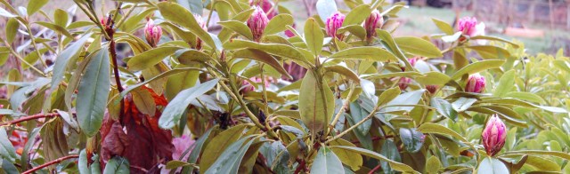 Rhododendron, February 2010